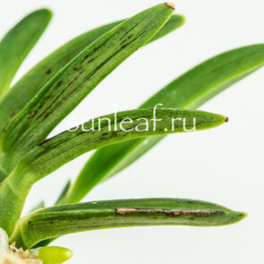 Рисунок листа Суми у неофинетия фальката