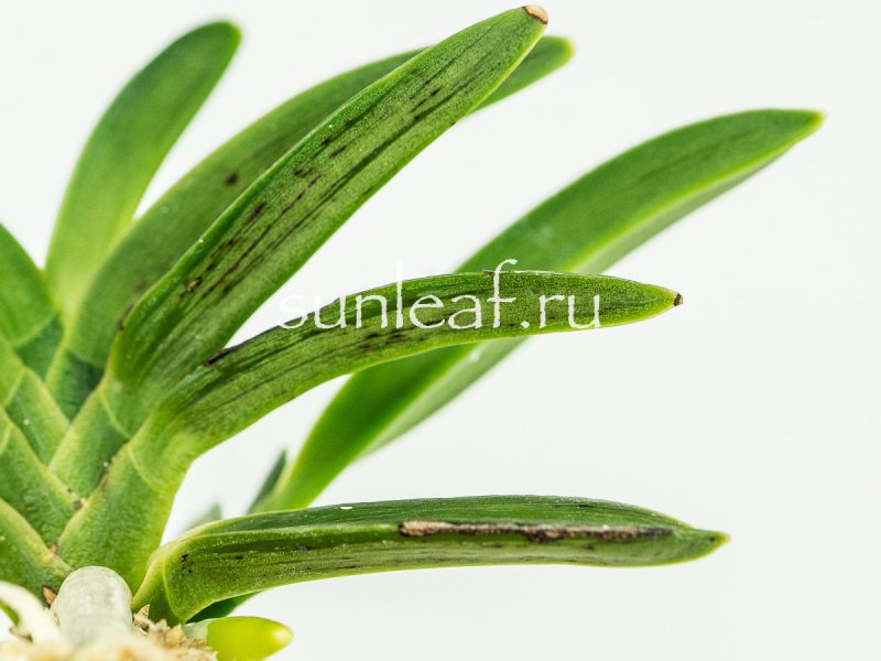 Неофинетия фальката СУРУ СУМИ 折墨