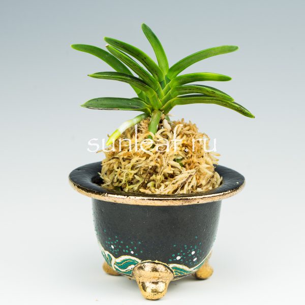 Неофинетия фальката СУРУ СУМИ 折墨