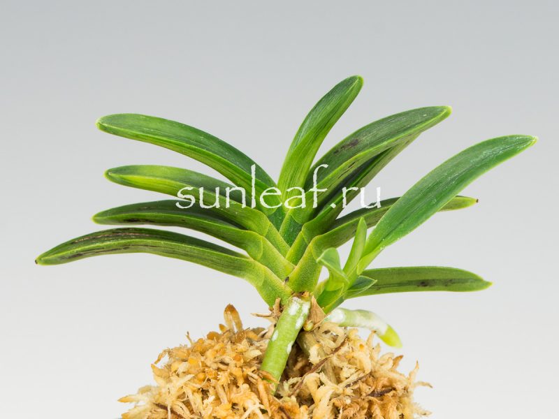 Неофинетия фальката СУРУ СУМИ 折墨