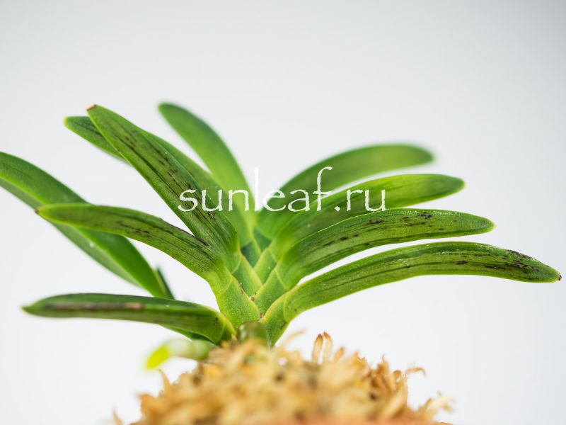 Неофинетия фальката СУРУ СУМИ 折墨