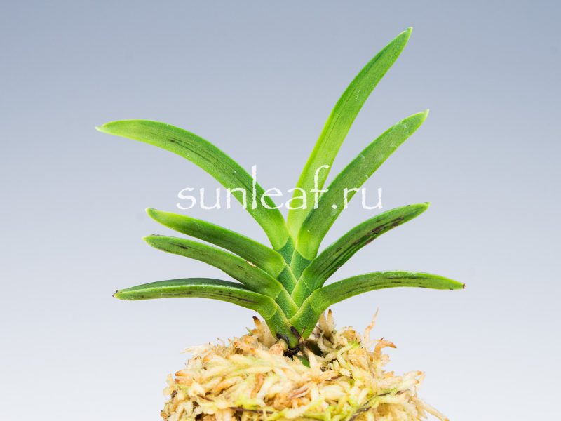 Неофинетия фальката СУРУ СУМИ 折墨