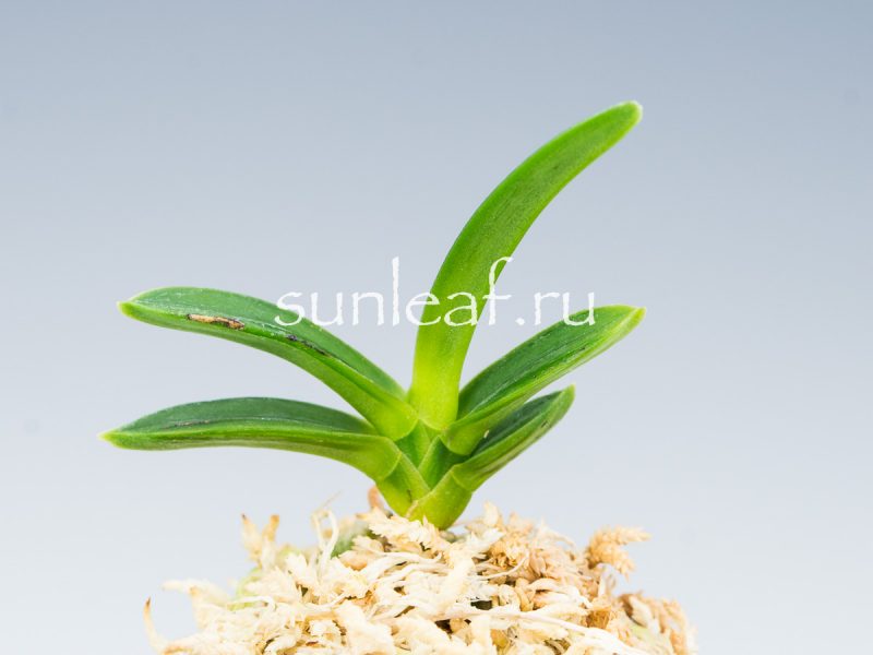 Неофинетия фальката СУРУ СУМИ 折墨