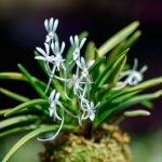 neofinetia-hanagoromo