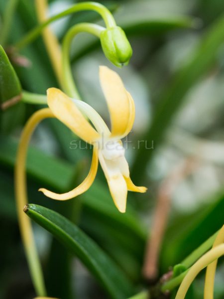 Неофинетия КИХО 黄鳳 Neofinetia Kihou (Kiho)