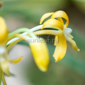 КИХО 黄鳳 neofinetia Kihou