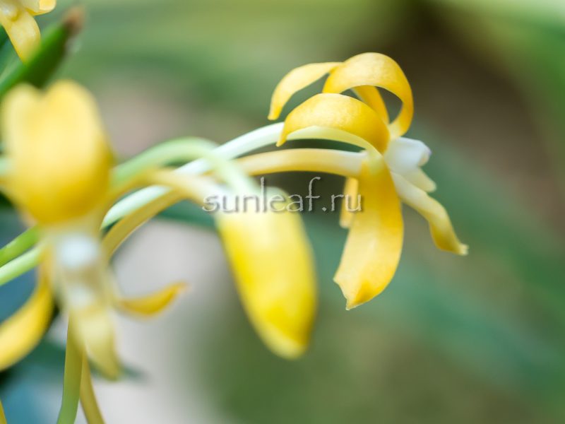 КИХО 黄鳳 neofinetia Kihou