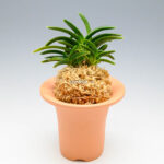 Неофинетия СумиНагаси 墨流 묵류 neofinetia Suminagashi