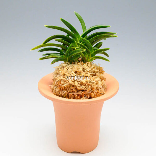 Неофинетия СумиНагаси 墨流 묵류 neofinetia Suminagashi