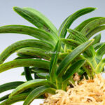 Неофинетия СумиНагаси/Сурусуми (neofinetia Suminagashi/Surusumi 墨流 묵류) — изображение 2