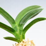 neofinetia-suminagashi