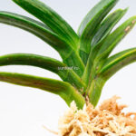 neofinetia-suminagashi