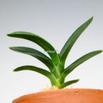 neofinetia-suminagashi