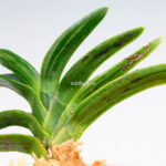 neofinetia-suminagashi