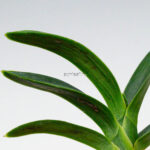 neofinetia-suminagashi