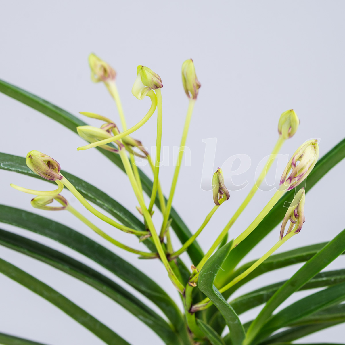 Японские орхидеи: Где таится аромат