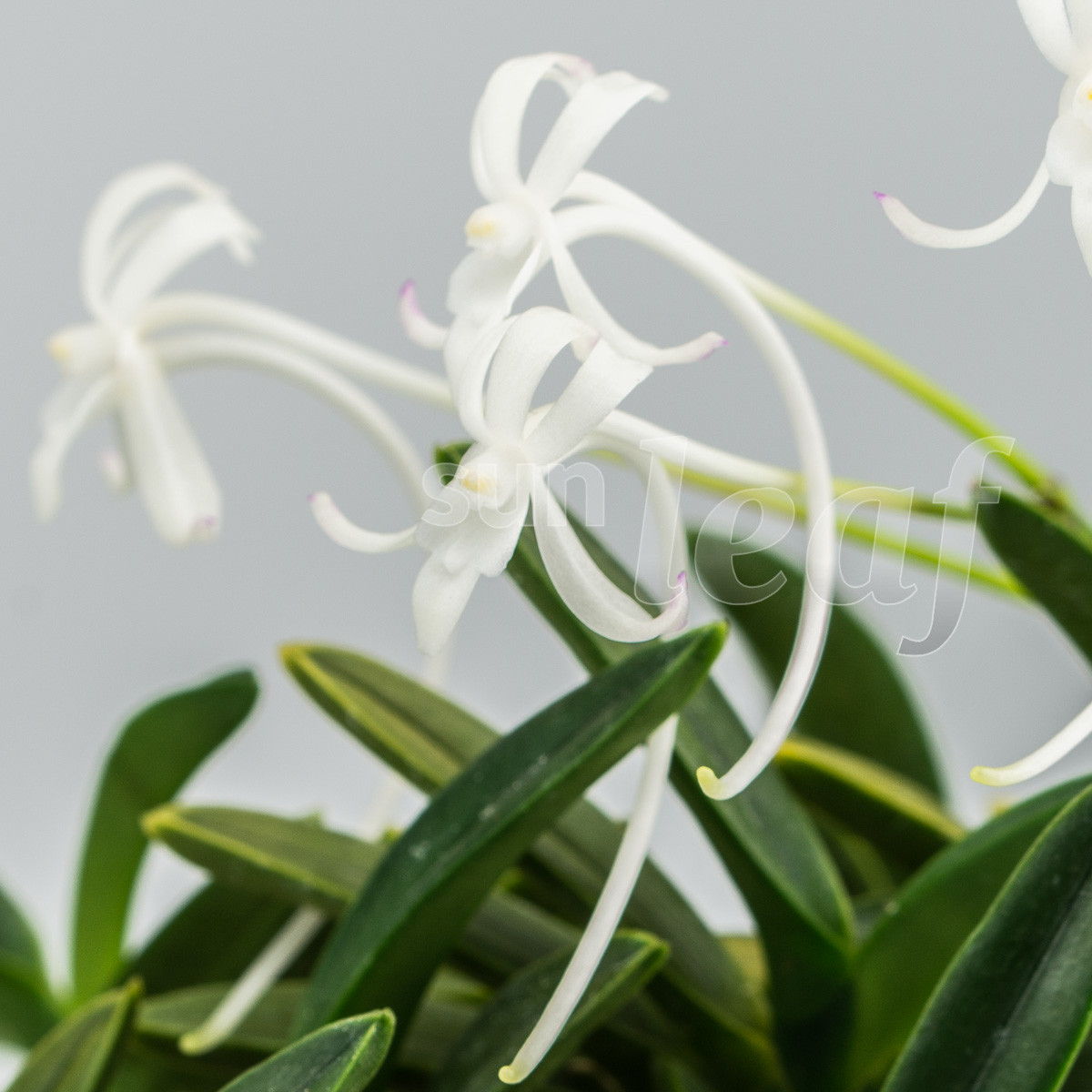 Японские орхидеи: Где таится аромат