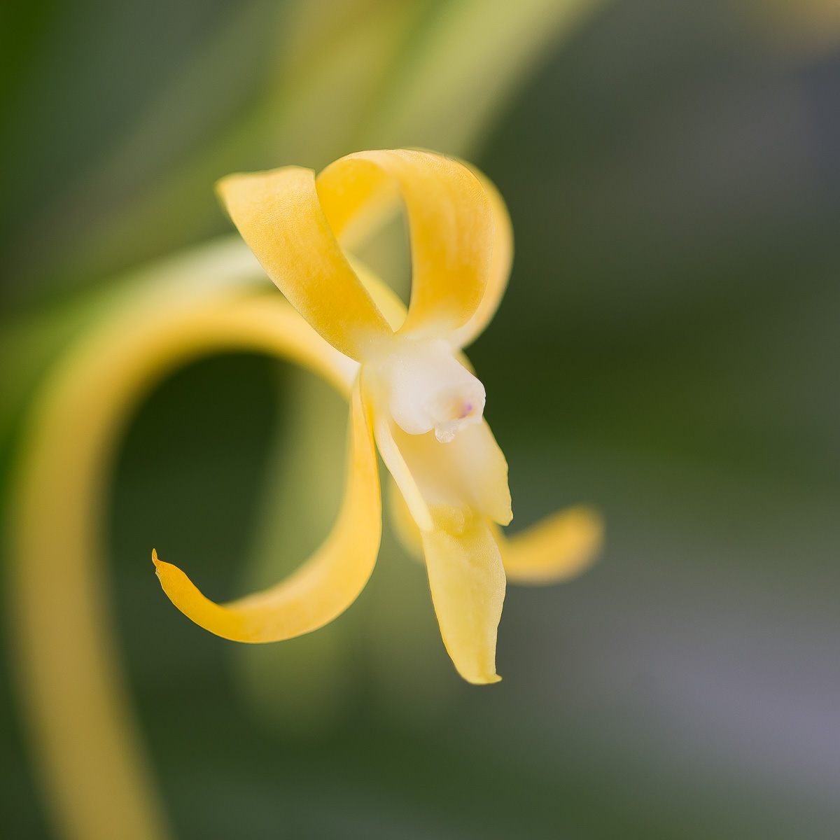 Ароматные орхидеи