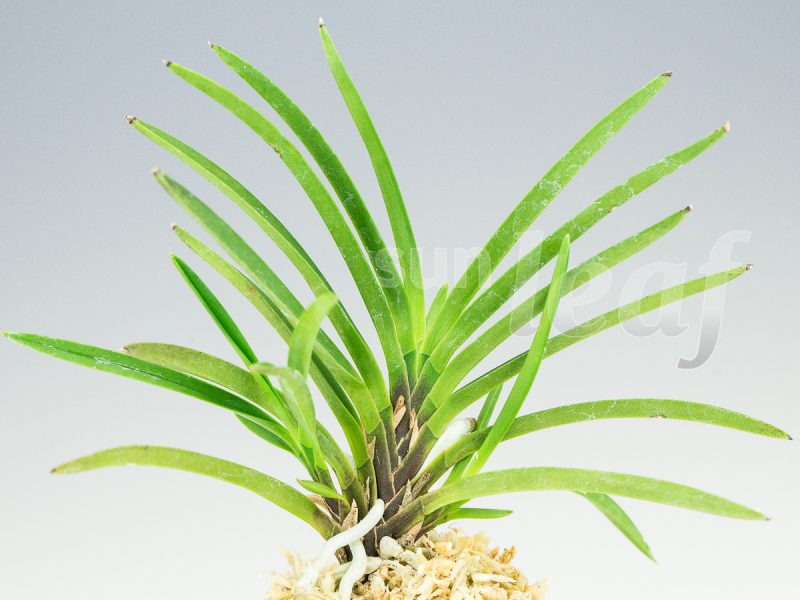 Неофинетия фальката КИХО 黄鳳