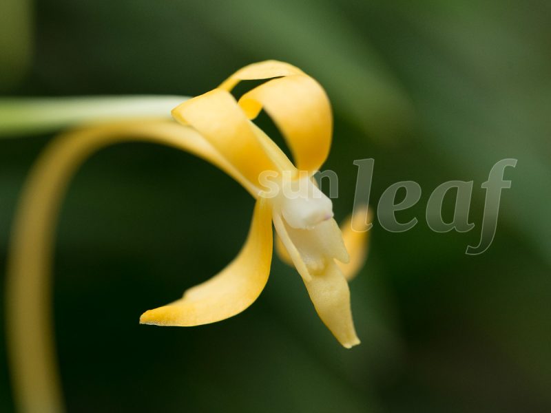 Неофинетия фальката КИХО 黄鳳