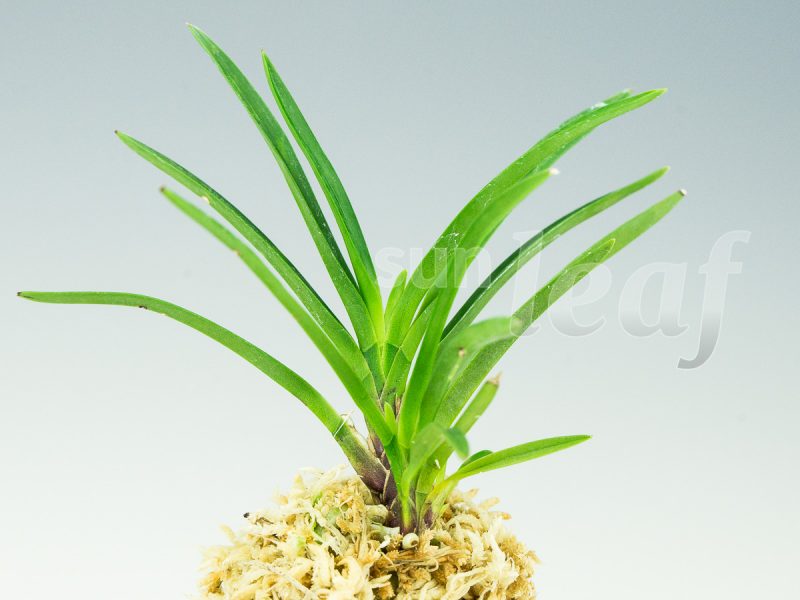 Неофинетия фальката КИХО 黄鳳