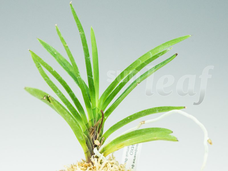 Неофинетия фальката КИХО 黄鳳