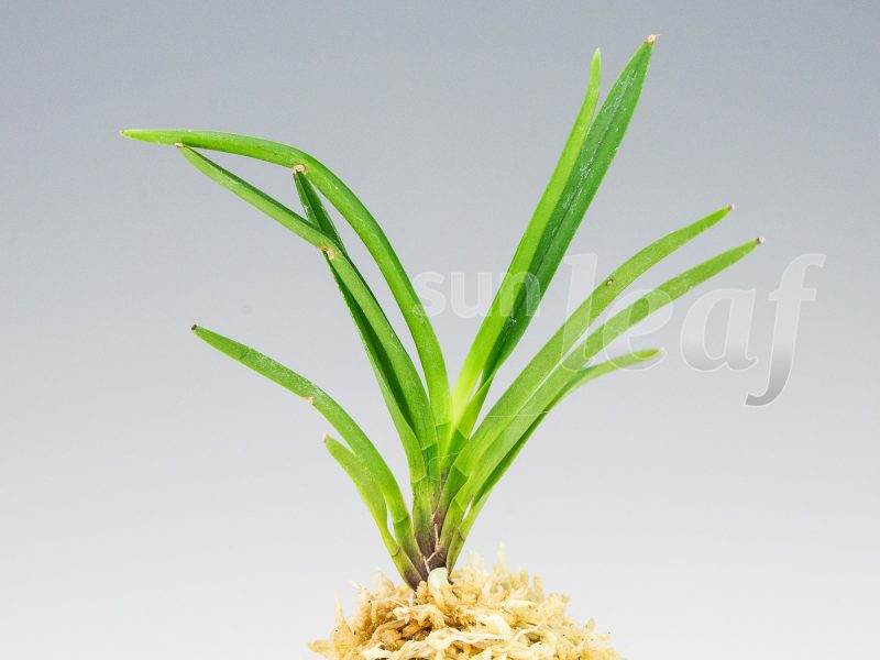 Неофинетия фальката КИХО 黄鳳