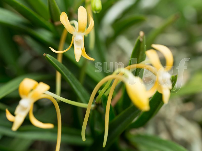 Неофинетия фальката