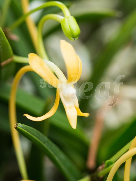 Неофинетия фальката КИХО 黄鳳