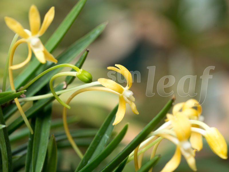 Неофинетия фальката КИХО 黄鳳