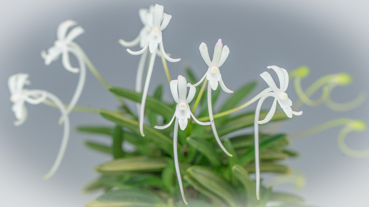Японские орхидеи: где таится аромат