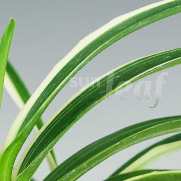 Неофинетия фальката МОМОЯМА НИСИКИ 桃山錦