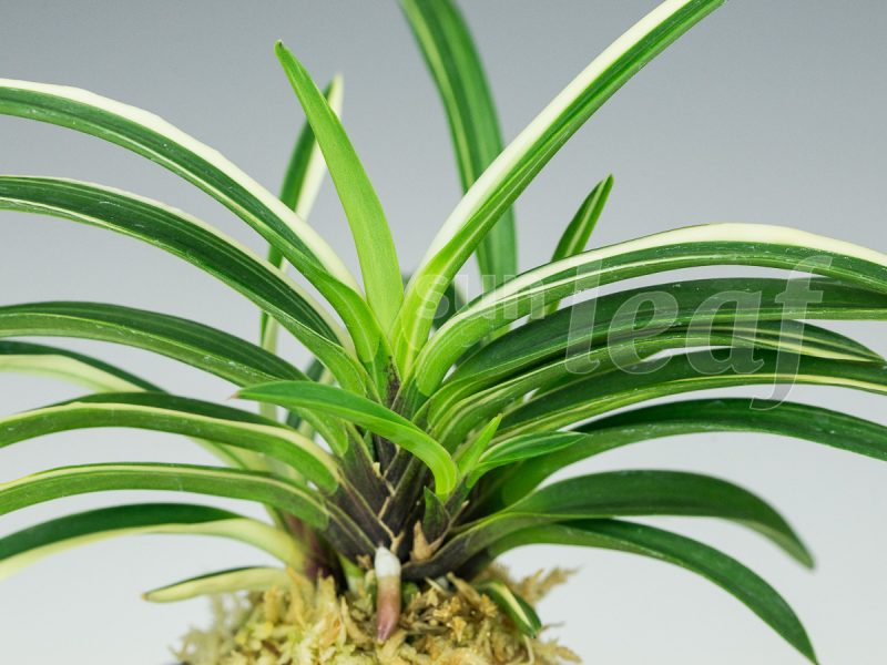 Неофинетия фальката МОМОЯМА НИСИКИ 桃山錦