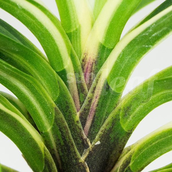 Неофинетия фальката МОМОЯМА НИСИКИ 桃山錦