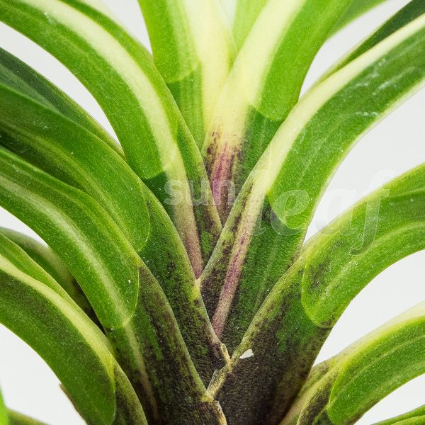 Неофинетия фальката МОМОЯМА НИСИКИ 桃山錦