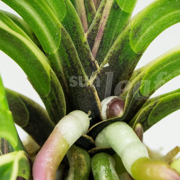 Неофинетия фальката МОМОЯМА НИСИКИ 桃山錦