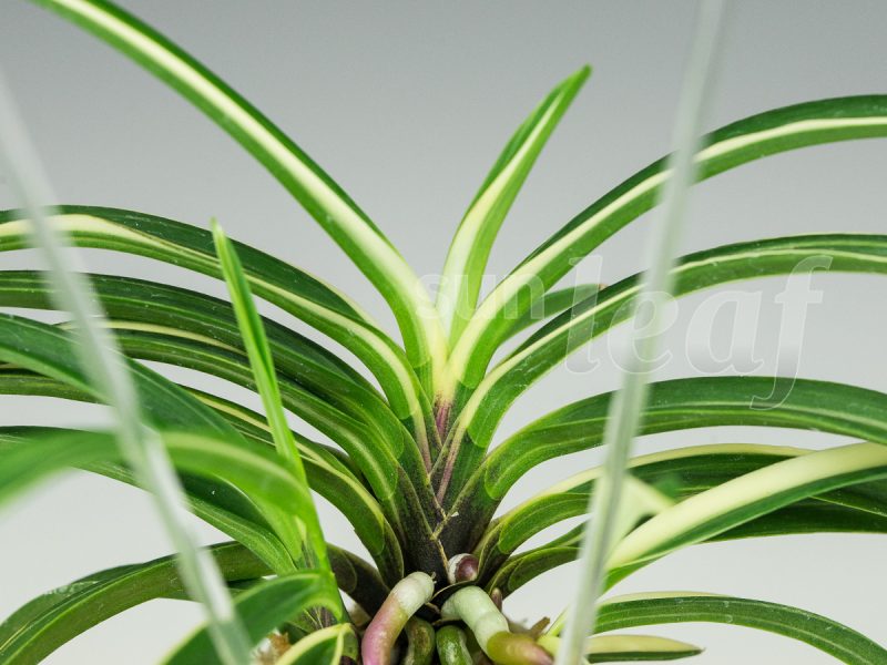 Неофинетия фальката МОМОЯМА НИСИКИ 桃山錦