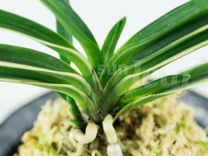 Неофинетия фальката МОМОЯМА НИСИКИ 桃山錦