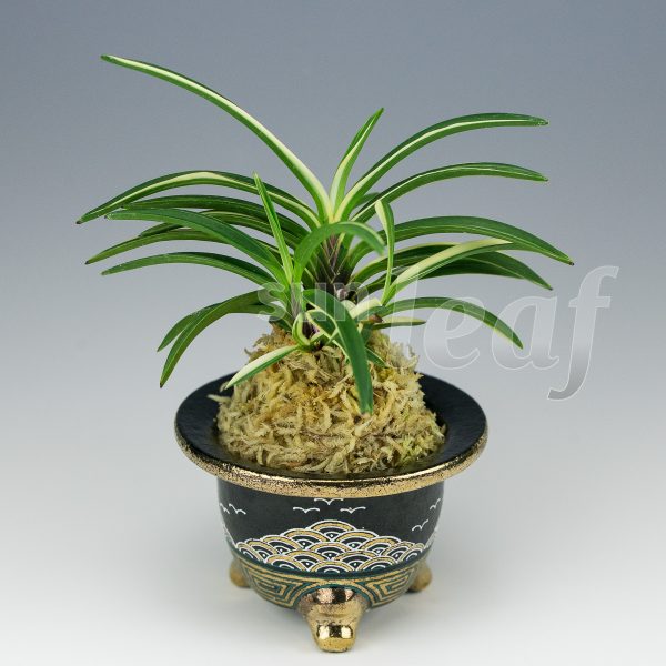 Неофинетия фальката МОМОЯМА НИСИКИ 桃山錦