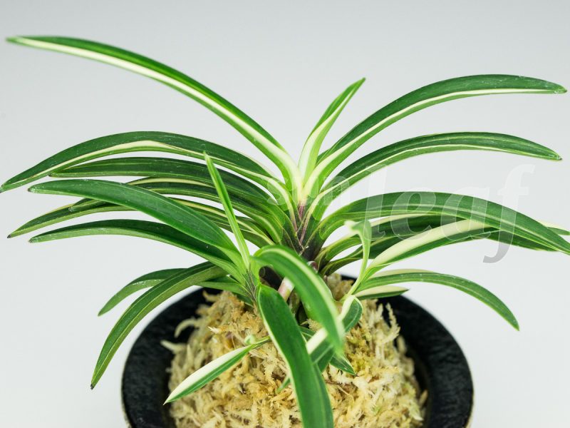 Неофинетия фальката МОМОЯМА НИСИКИ 桃山錦