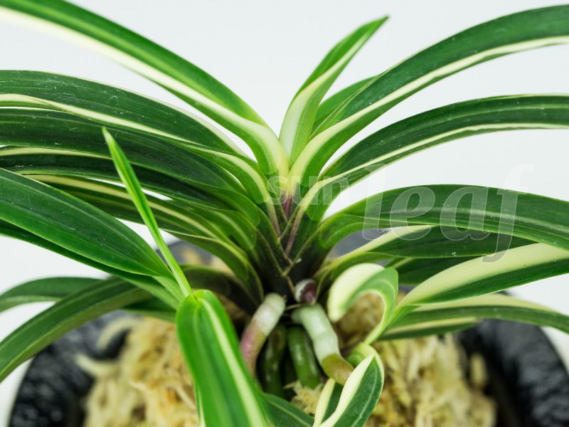 Неофинетия фальката МОМОЯМА НИСИКИ 桃山錦