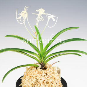 Неофинетия фальката КИНКО НИСИКИ 金広錦