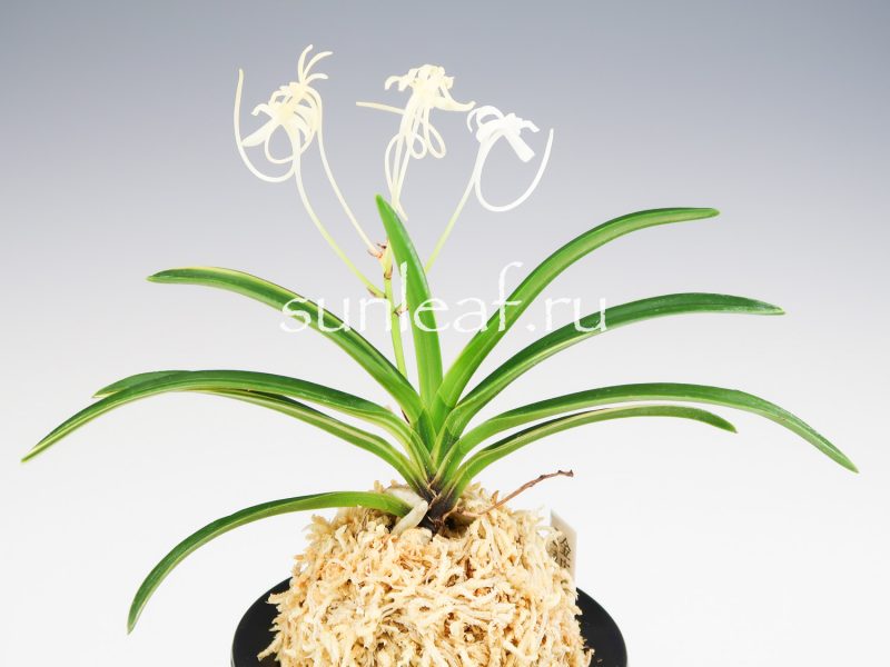 Неофинетия фальката КИНКО НИСИКИ 金広錦