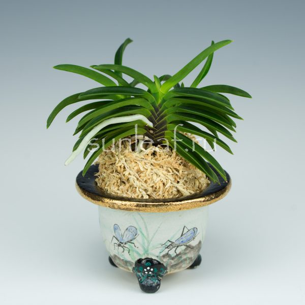 неофинетия Куцувамуси 비충 轡虫 neofinetia Kutsuwamushi