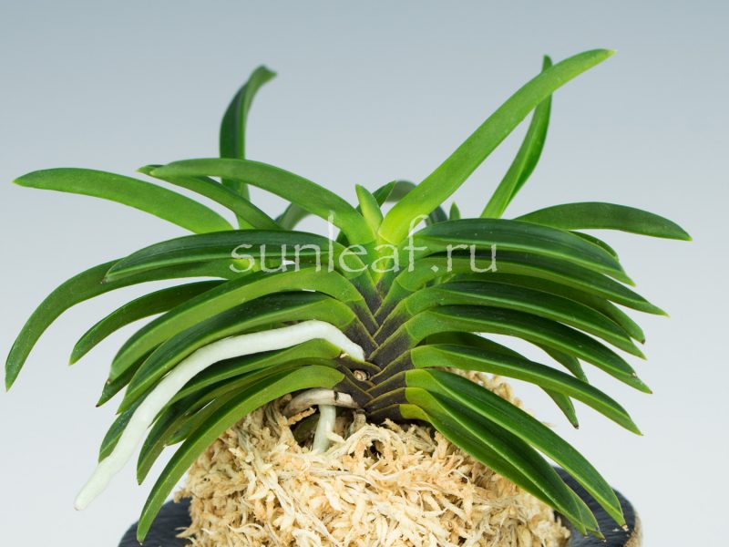 неофинетия Куцувамуси 비충 轡虫 neofinetia Kutsuwamushi