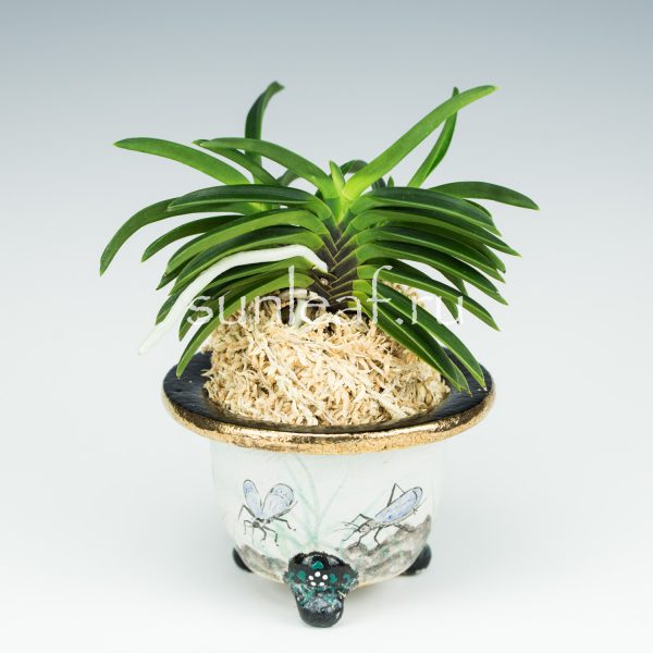 neofinetia-kutsuwamushi