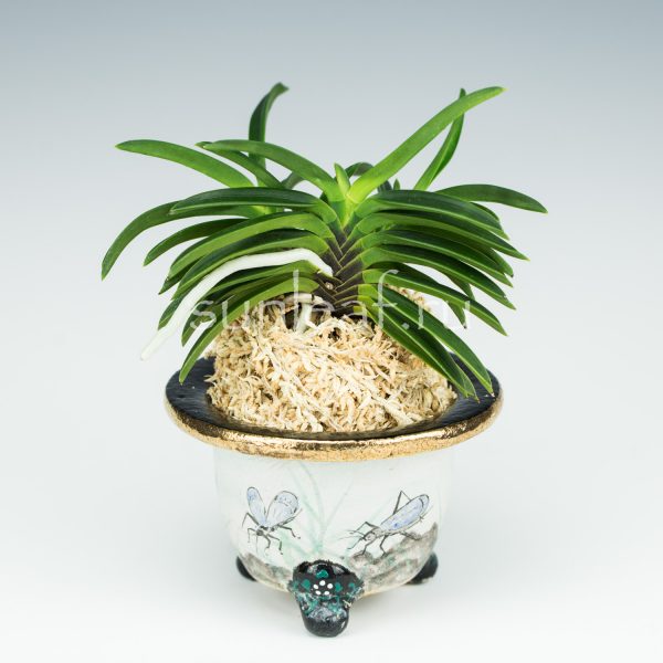 neofinetia-kutsuwamushi