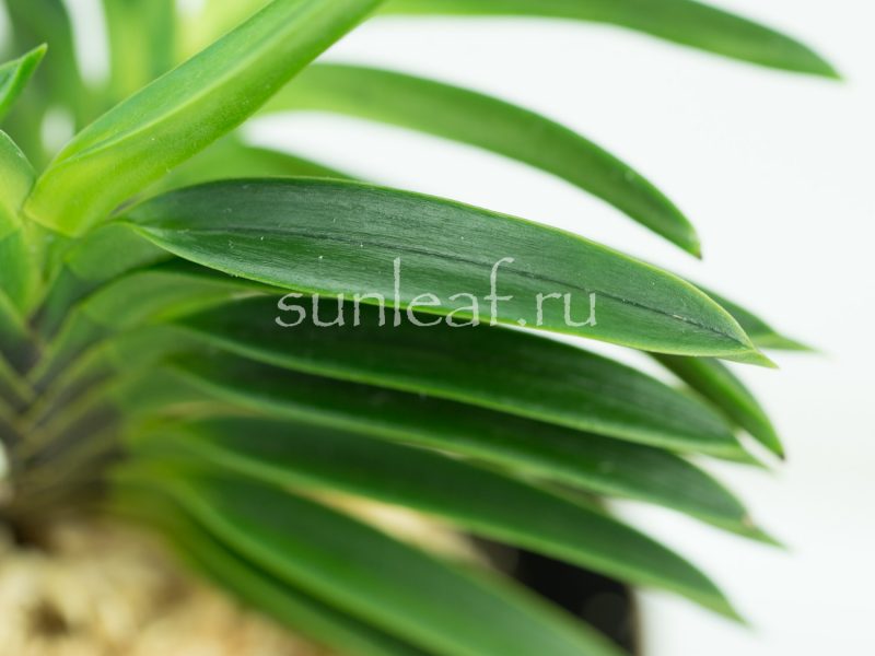 неофинетия Куцувамуси 비충 轡虫 neofinetia Kutsuwamushi