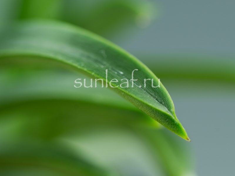 неофинетия Куцувамуси 비충 轡虫 neofinetia Kutsuwamushi