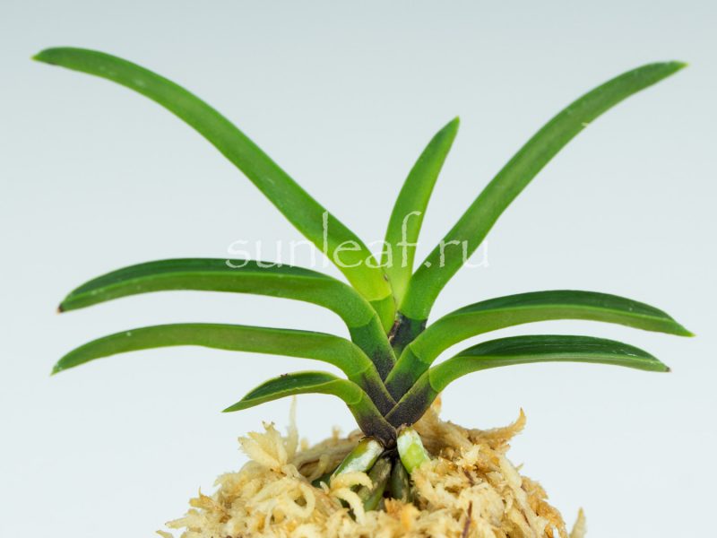 неофинетия Куцувамуси 비충 轡虫 neofinetia Kutsuwamushi